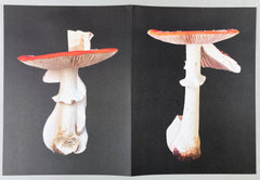 Carsten Höller: Triple Mushrooms - Artist's Portfolio (Rare edition)