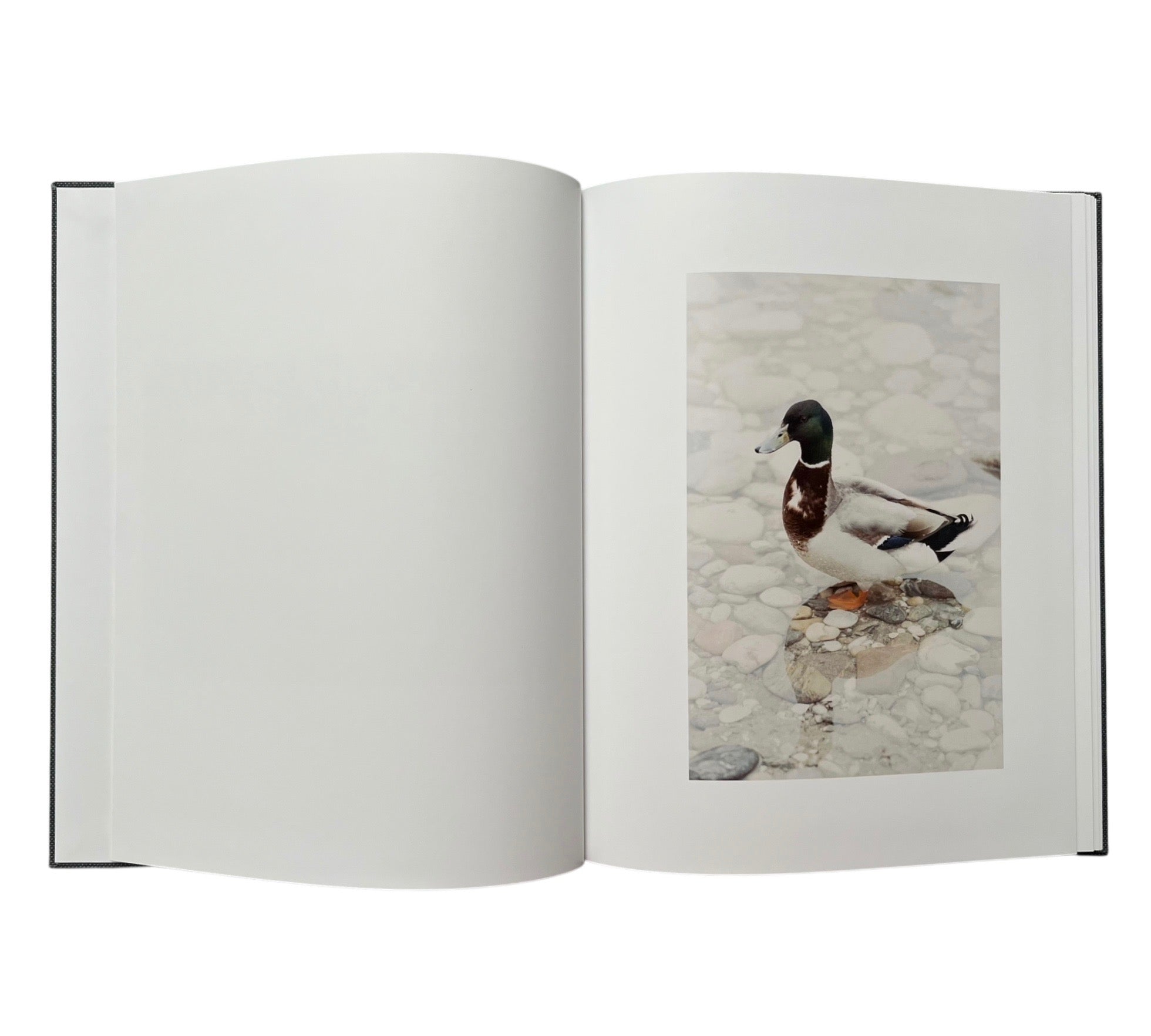 Anders Edström: Waiting Some Birds a Bus a Woman | Spidernets Places a Crew