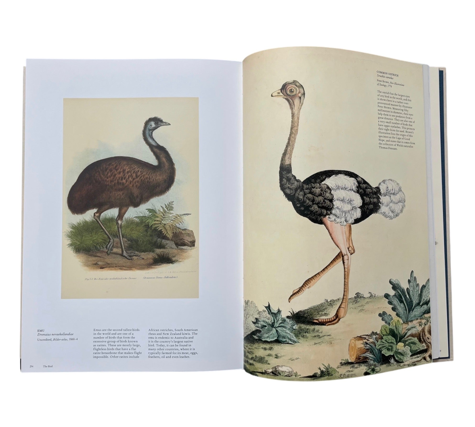The Bird: The Great Age of Avian Illustration