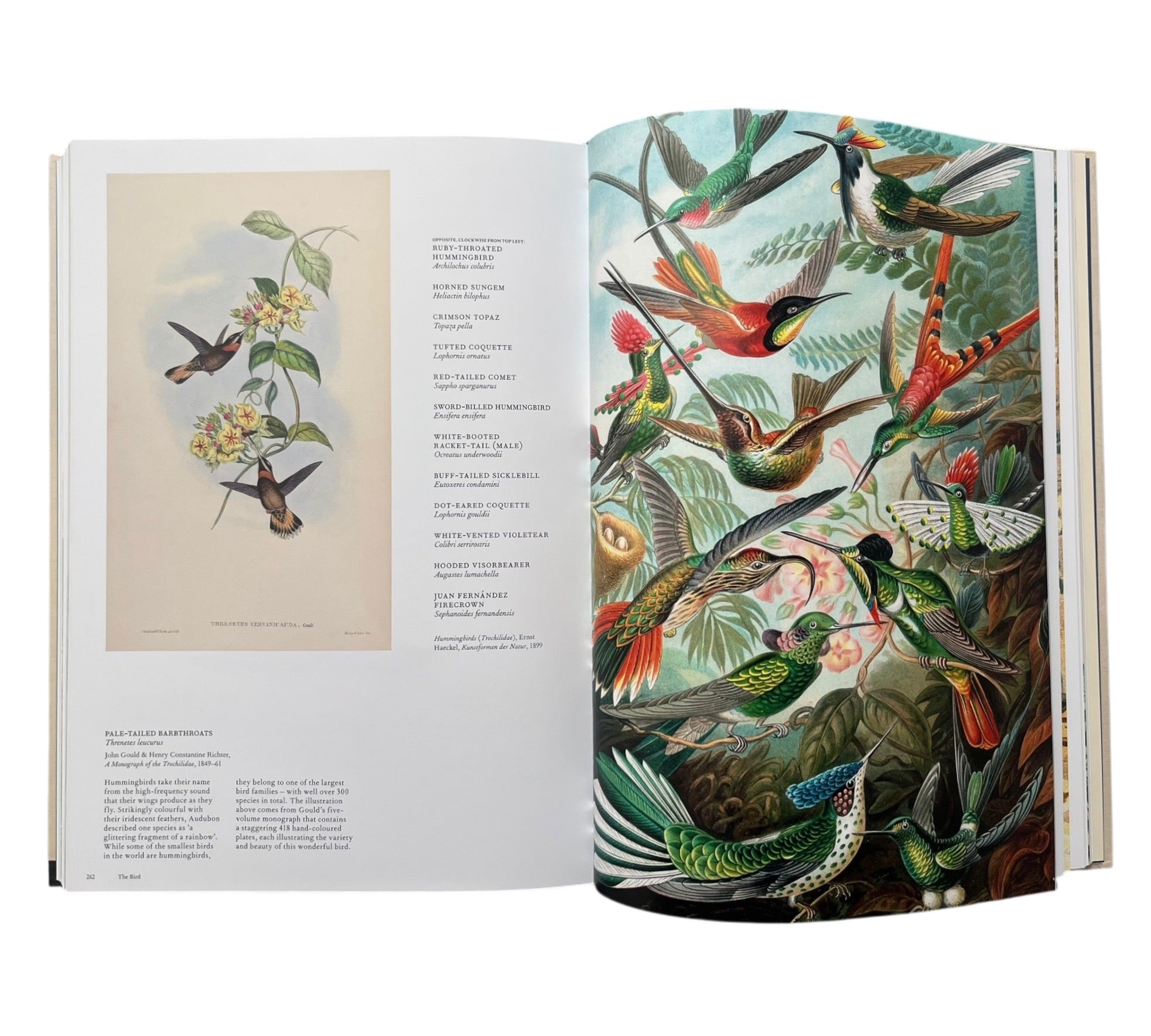 The Bird: The Great Age of Avian Illustration