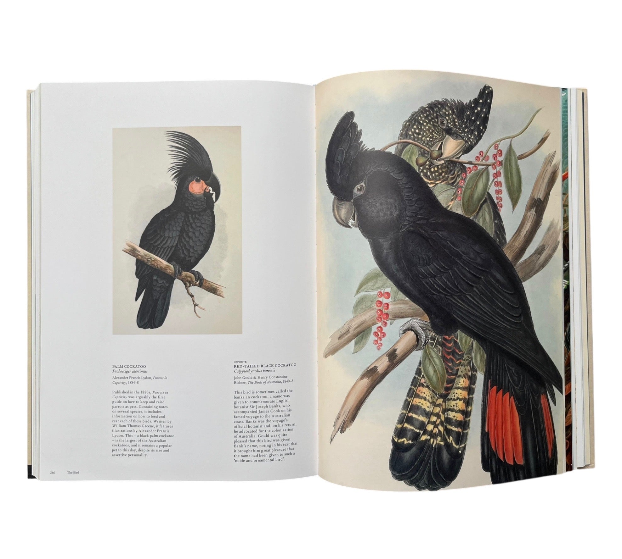 The Bird: The Great Age of Avian Illustration