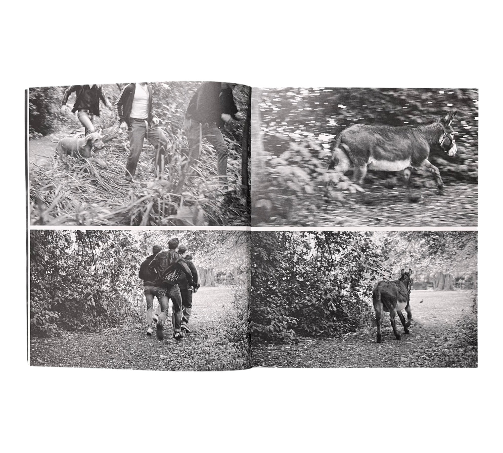 Sarah Dobai: The Donkey Field