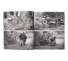 Sarah Dobai: The Donkey Field