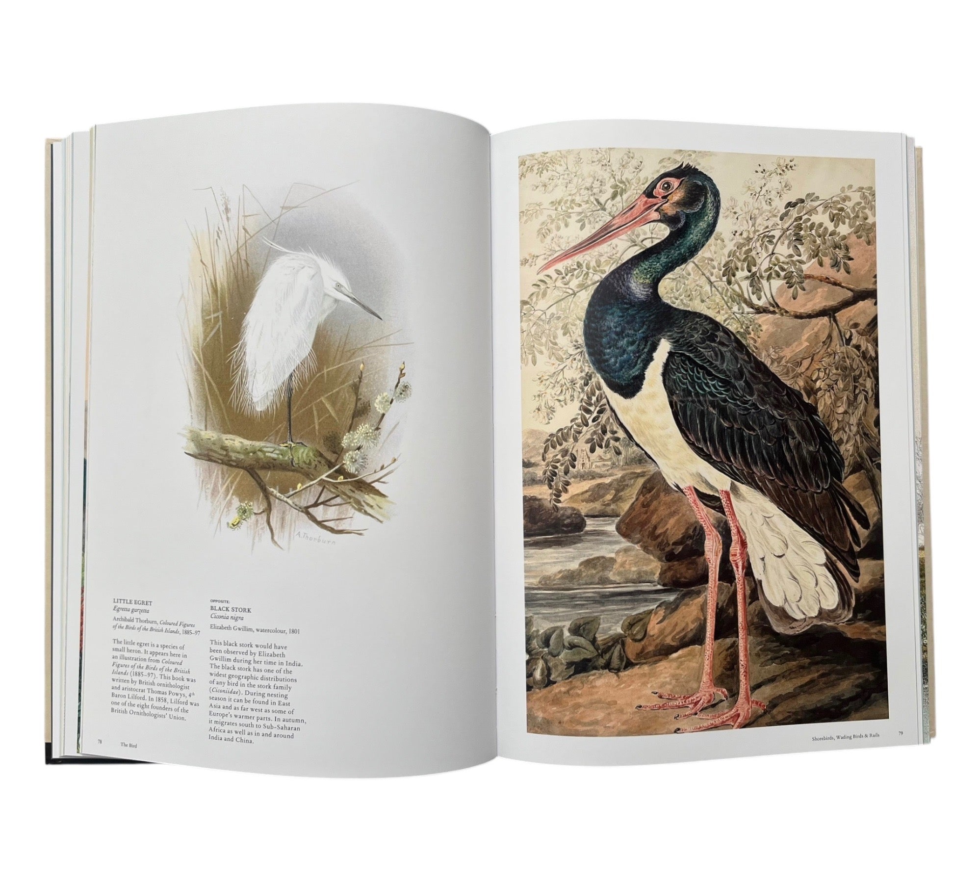The Bird: The Great Age of Avian Illustration