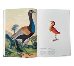 The Bird: The Great Age of Avian Illustration