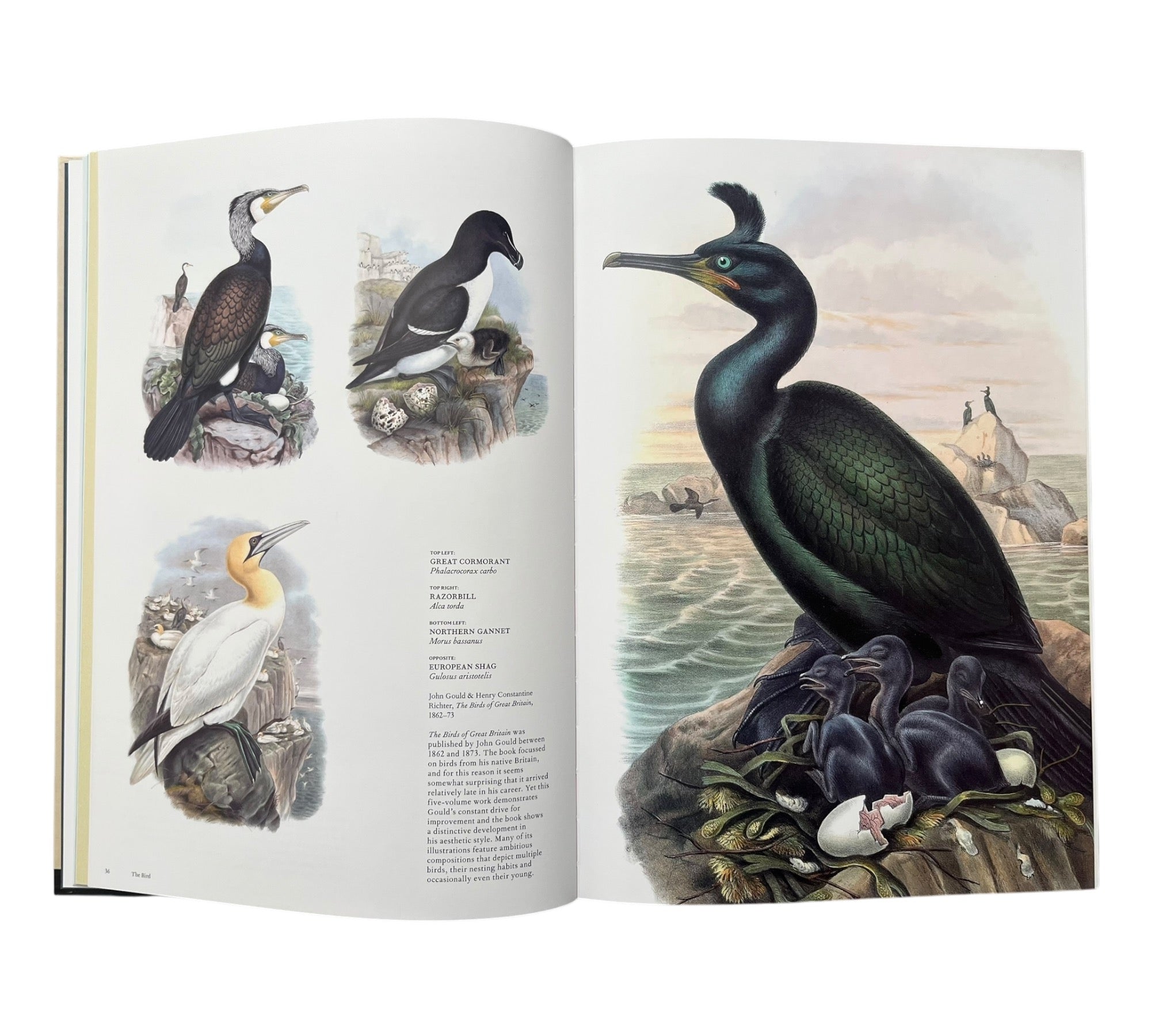 The Bird: The Great Age of Avian Illustration