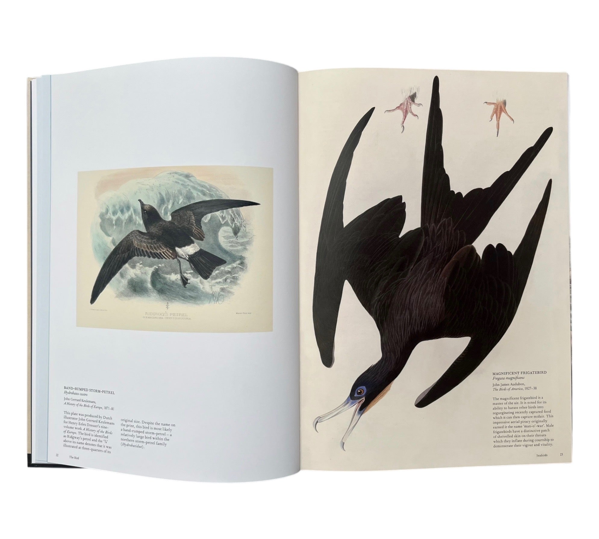 The Bird: The Great Age of Avian Illustration