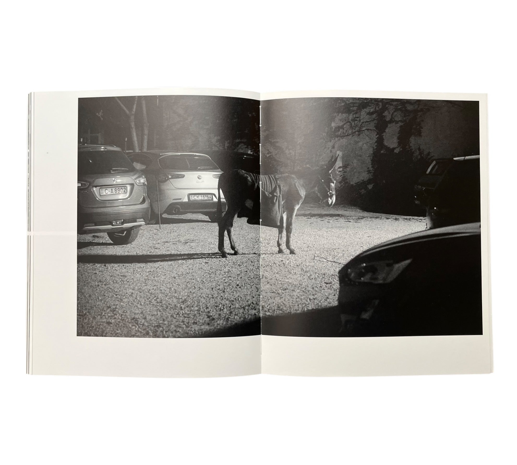 Sarah Dobai: The Donkey Field