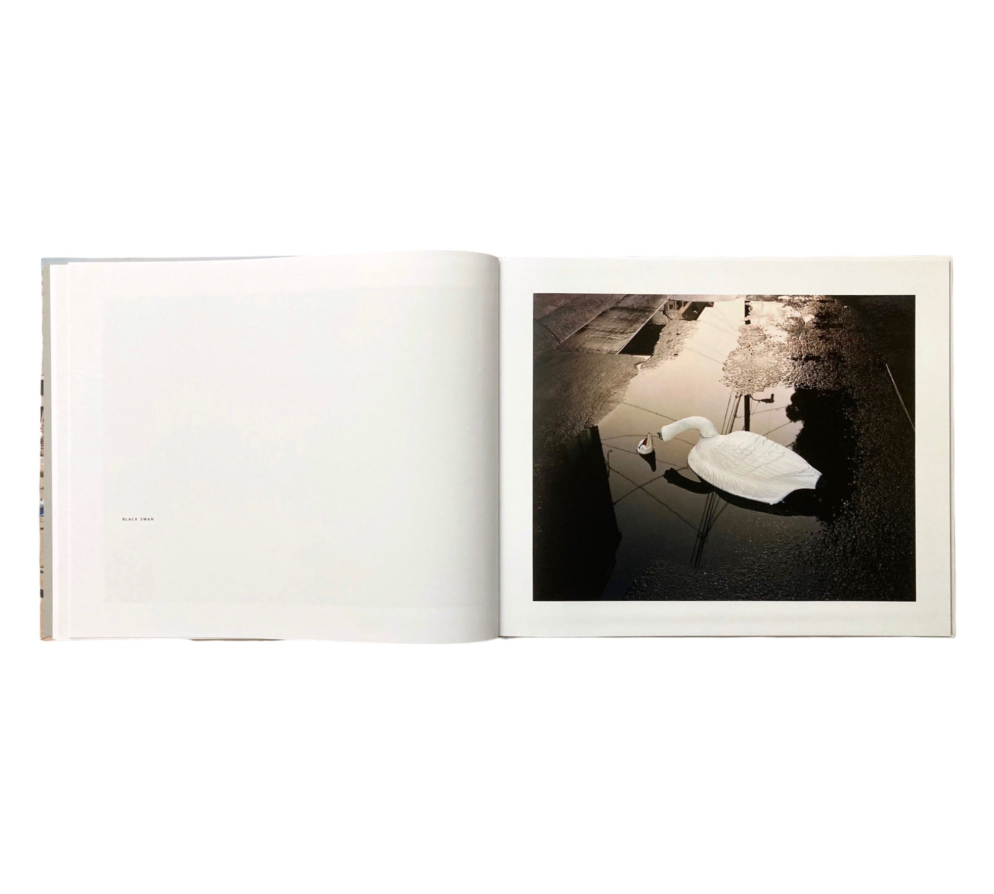Gianluca Galtrucco: For Your Consideration