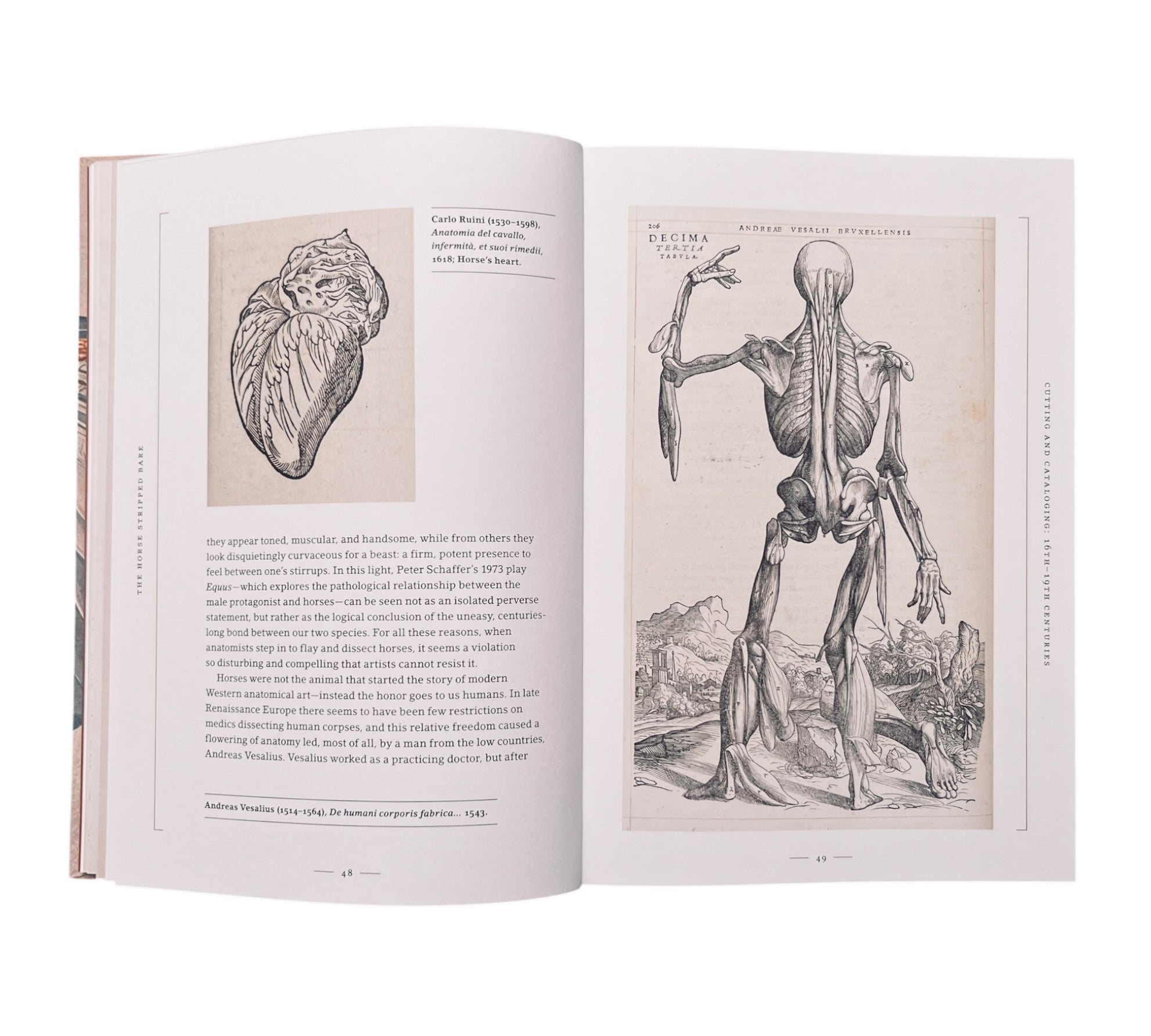 Stripped Bare: The Art of Animal Anatomy