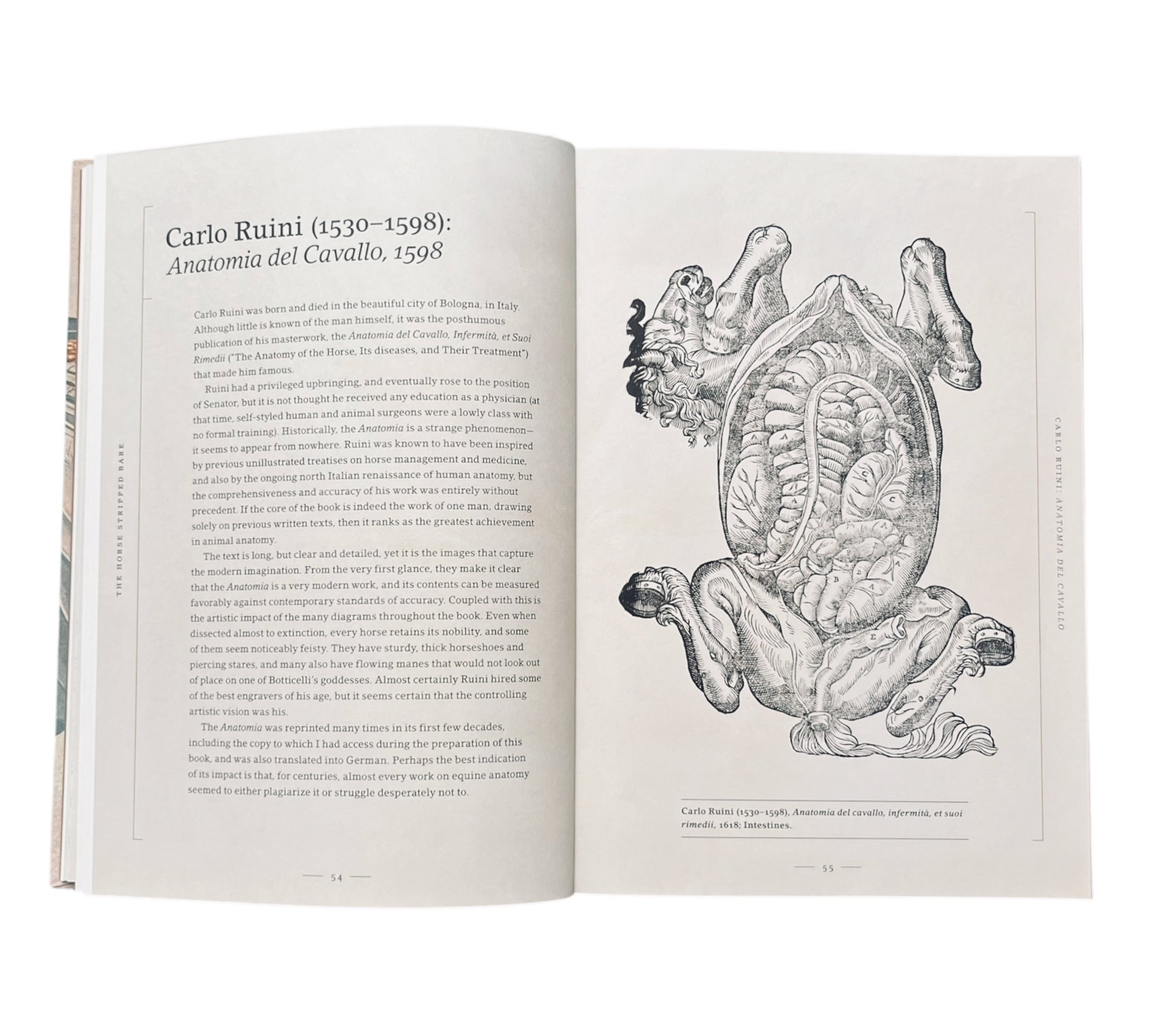 Stripped Bare: The Art of Animal Anatomy