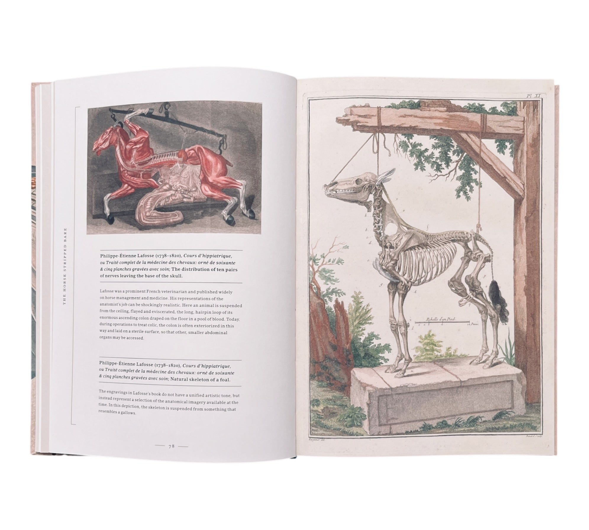 Stripped Bare: The Art of Animal Anatomy
