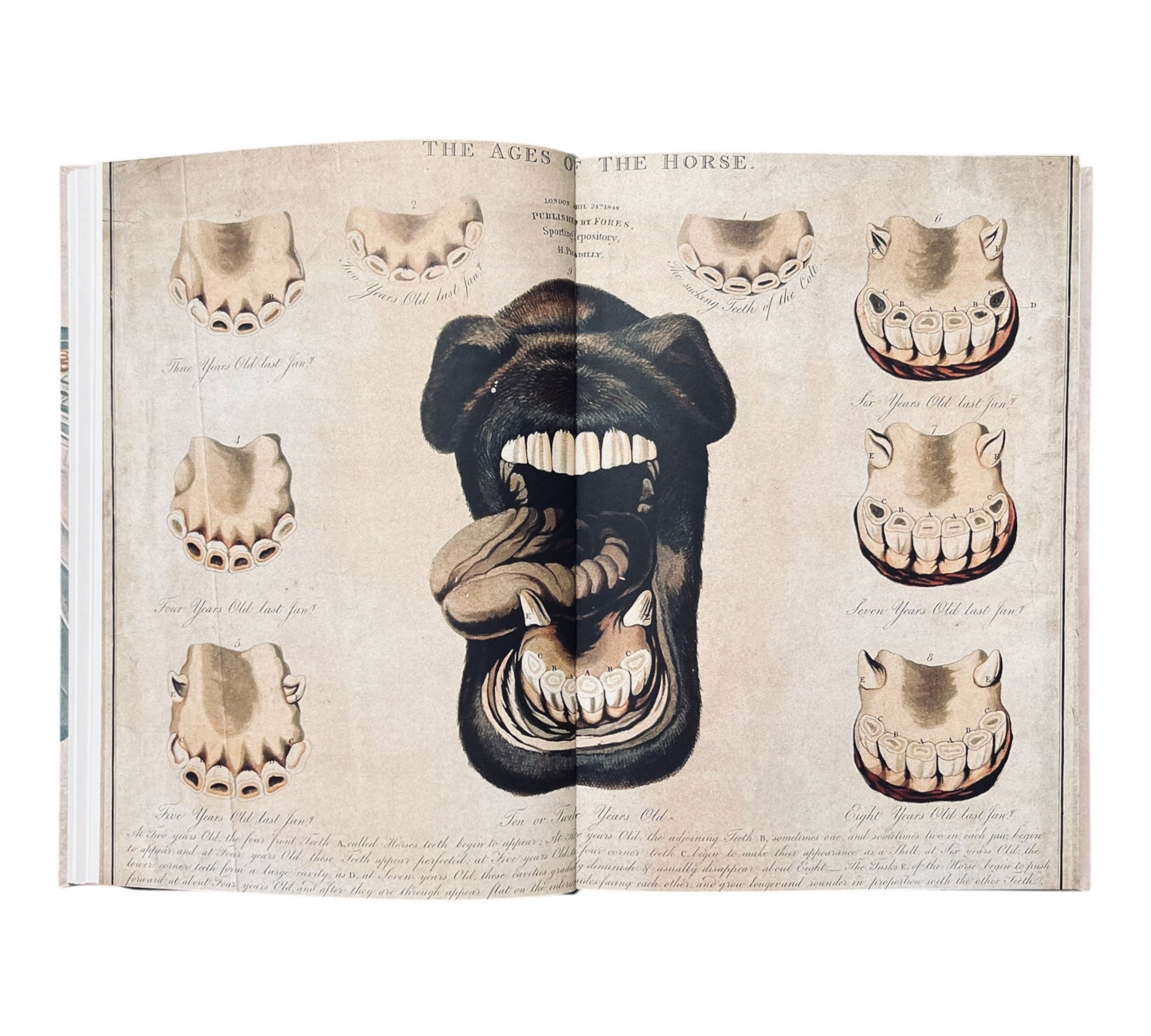 Stripped Bare: The Art of Animal Anatomy