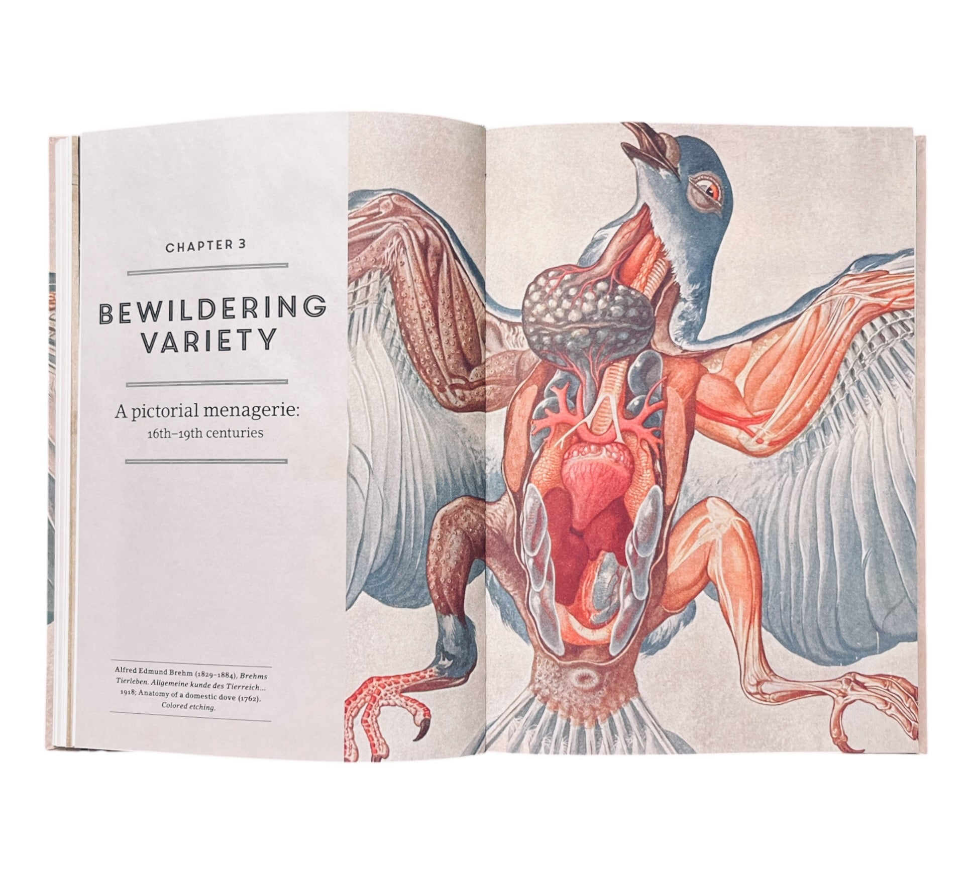 Stripped Bare: The Art of Animal Anatomy