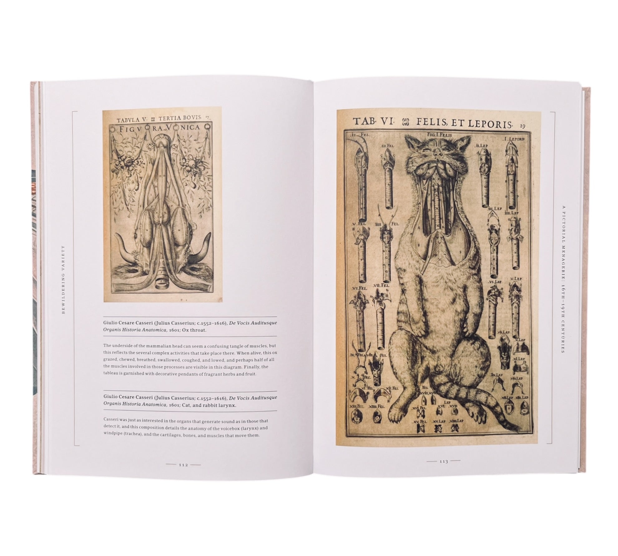 Stripped Bare: The Art of Animal Anatomy