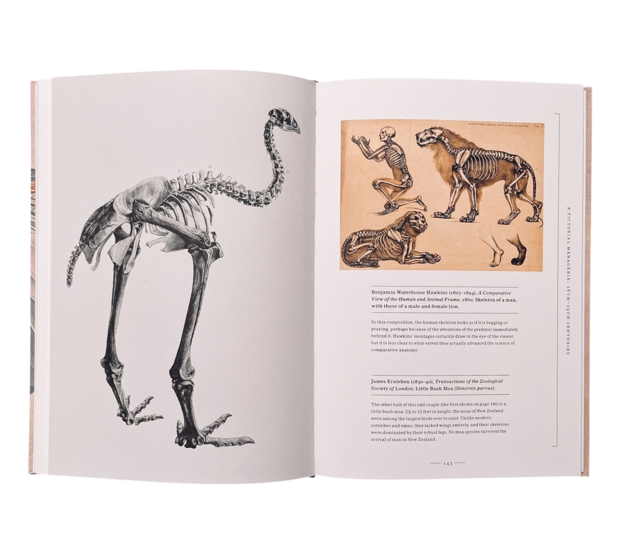 Stripped Bare: The Art of Animal Anatomy