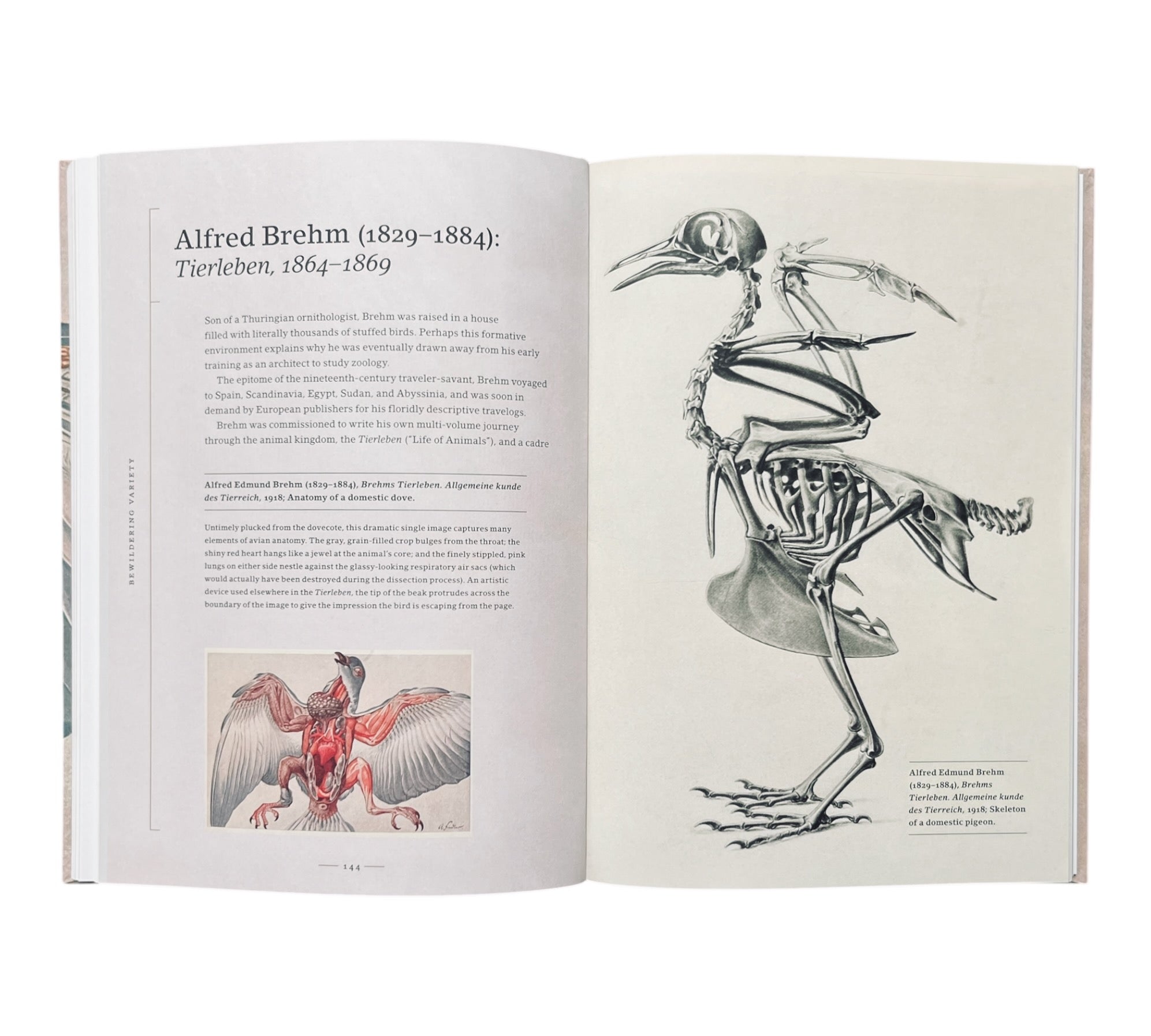Stripped Bare: The Art of Animal Anatomy