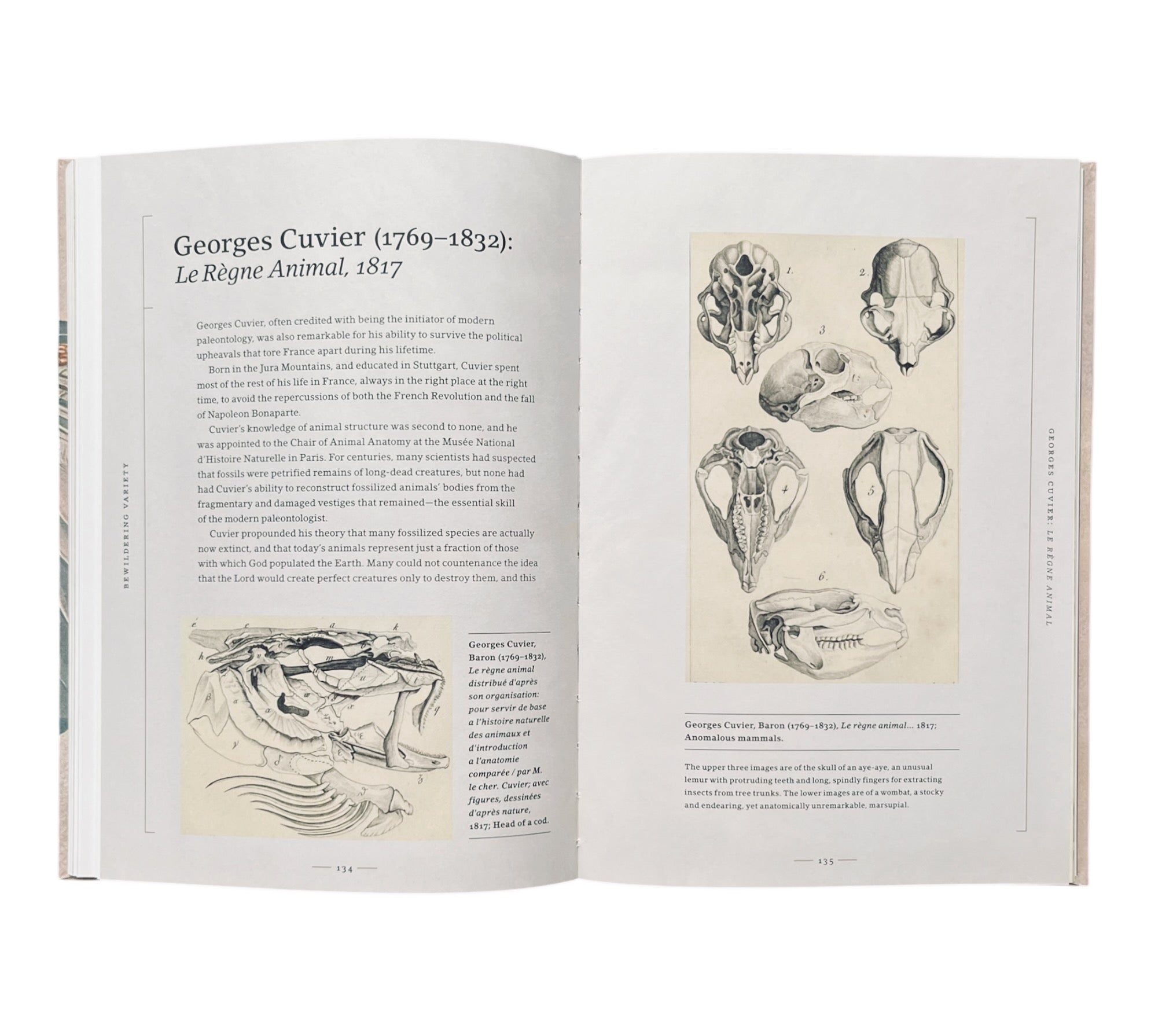 Stripped Bare: The Art of Animal Anatomy