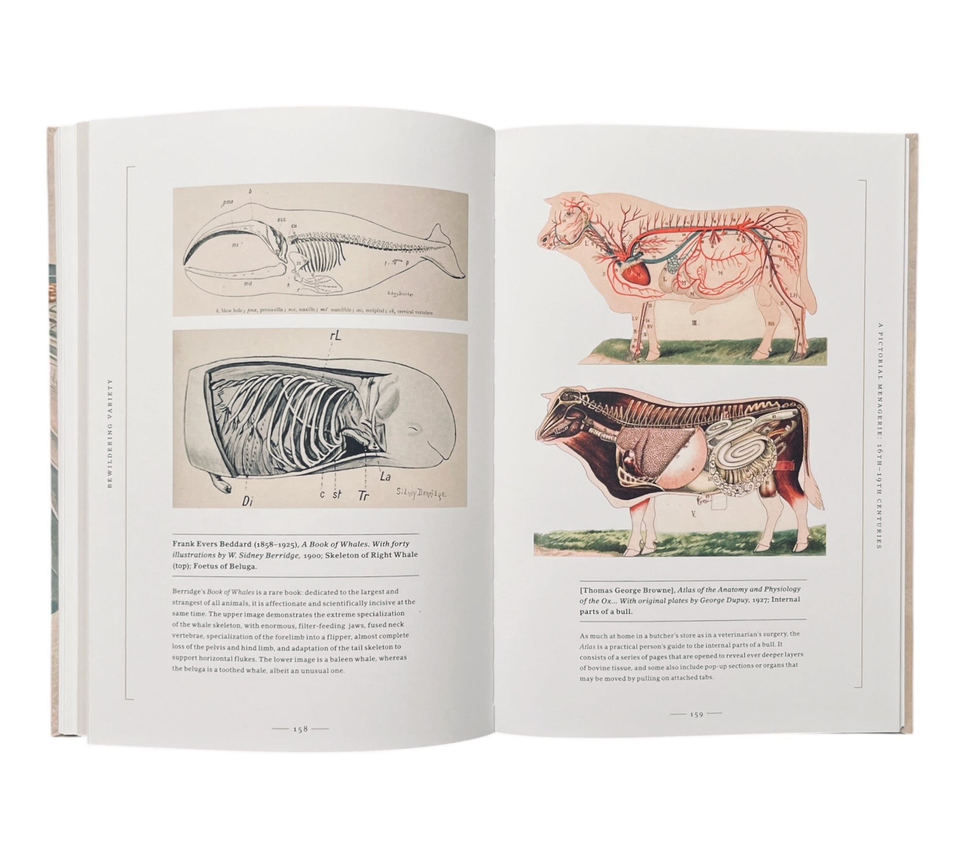 Stripped Bare: The Art of Animal Anatomy