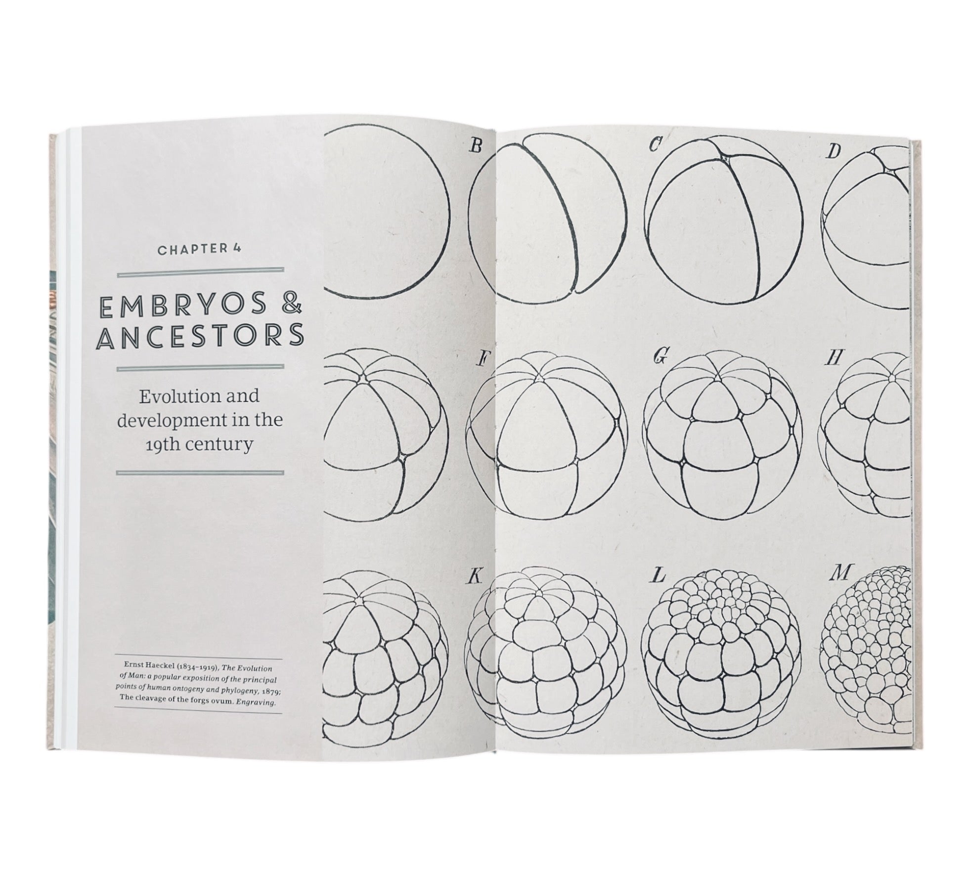 Stripped Bare: The Art of Animal Anatomy