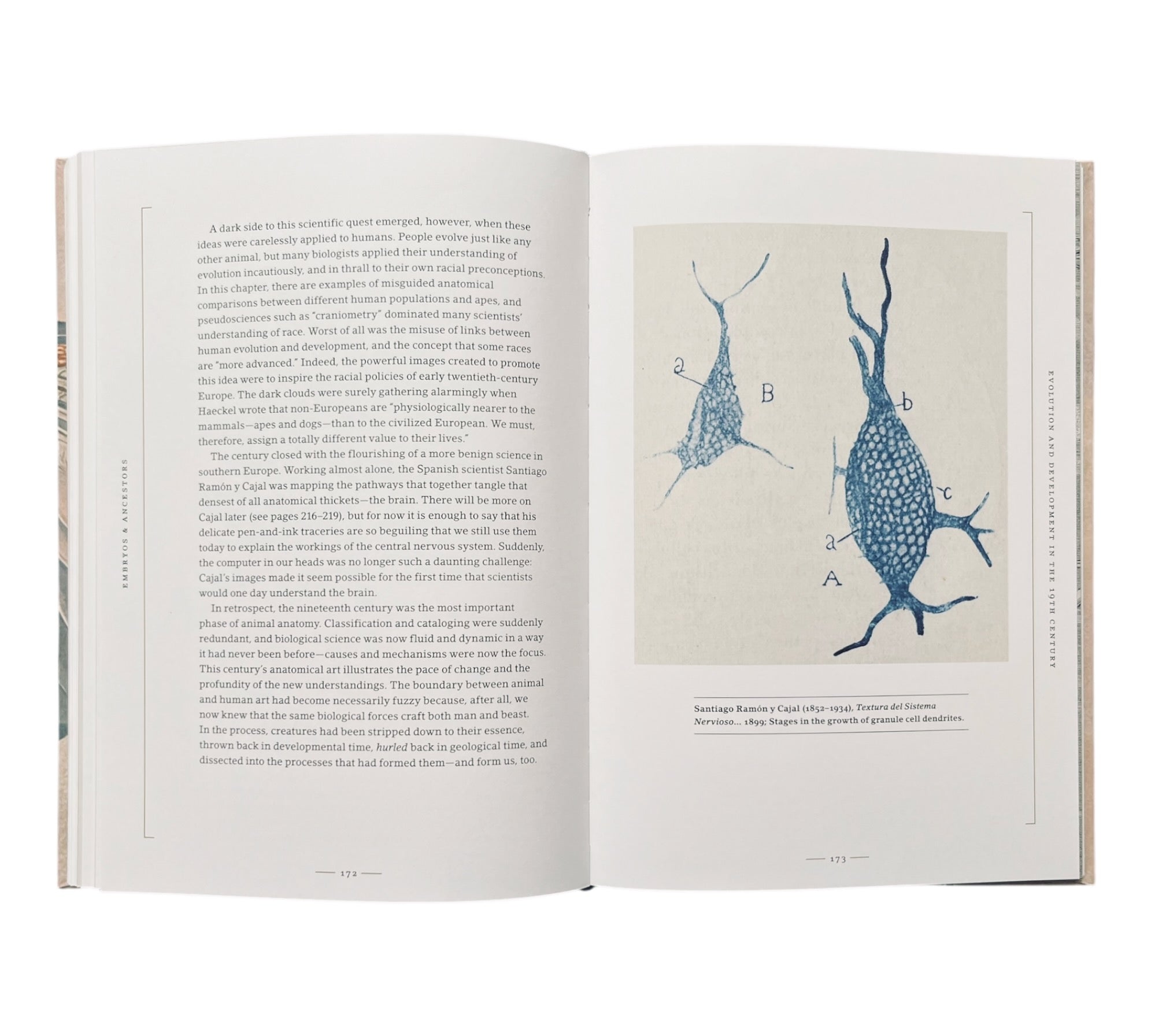 Stripped Bare: The Art of Animal Anatomy