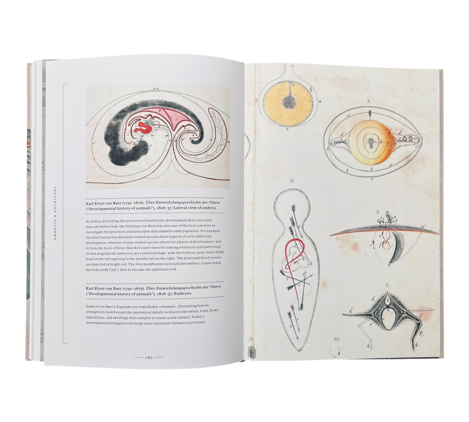 Stripped Bare: The Art of Animal Anatomy