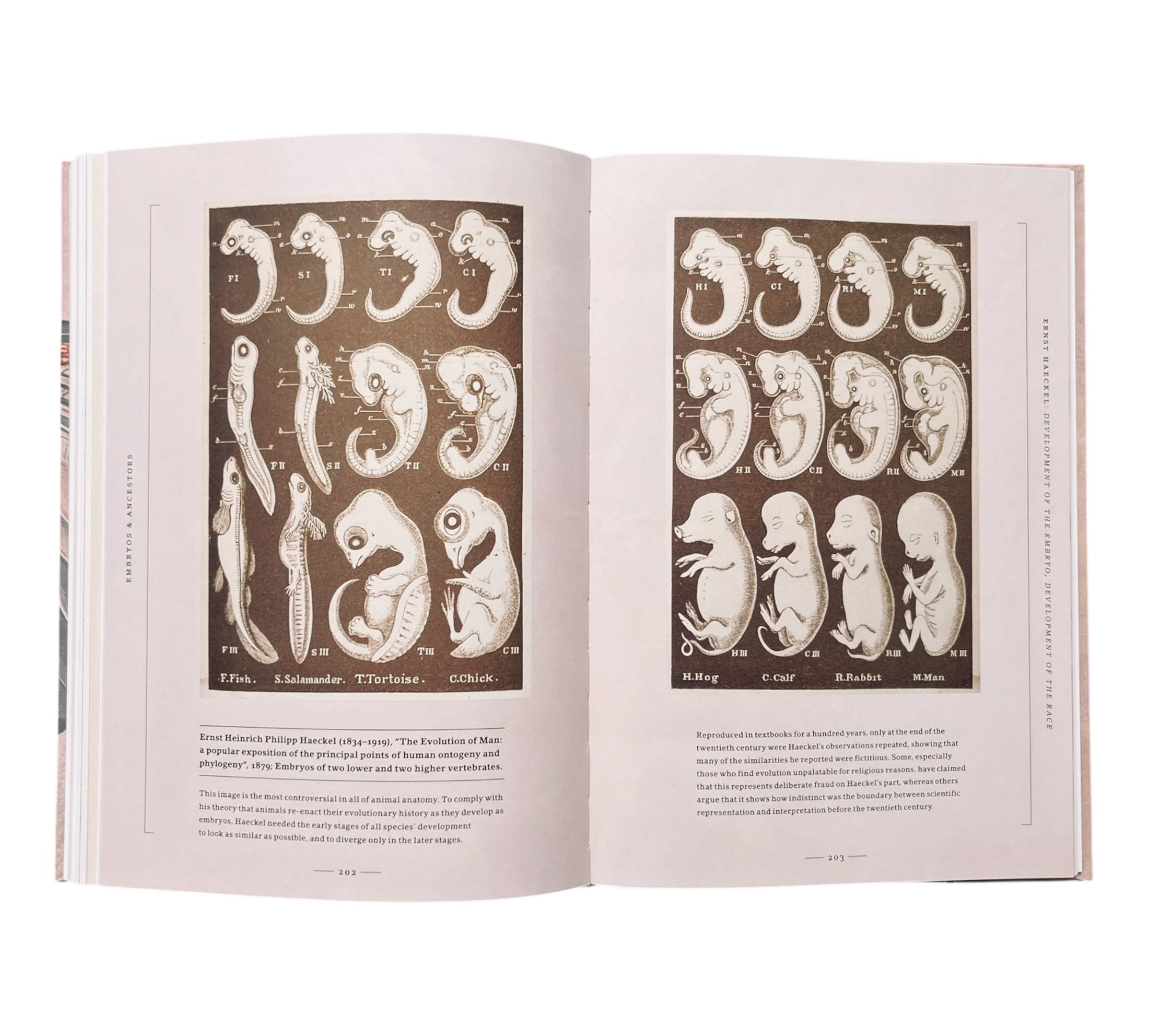 Stripped Bare: The Art of Animal Anatomy