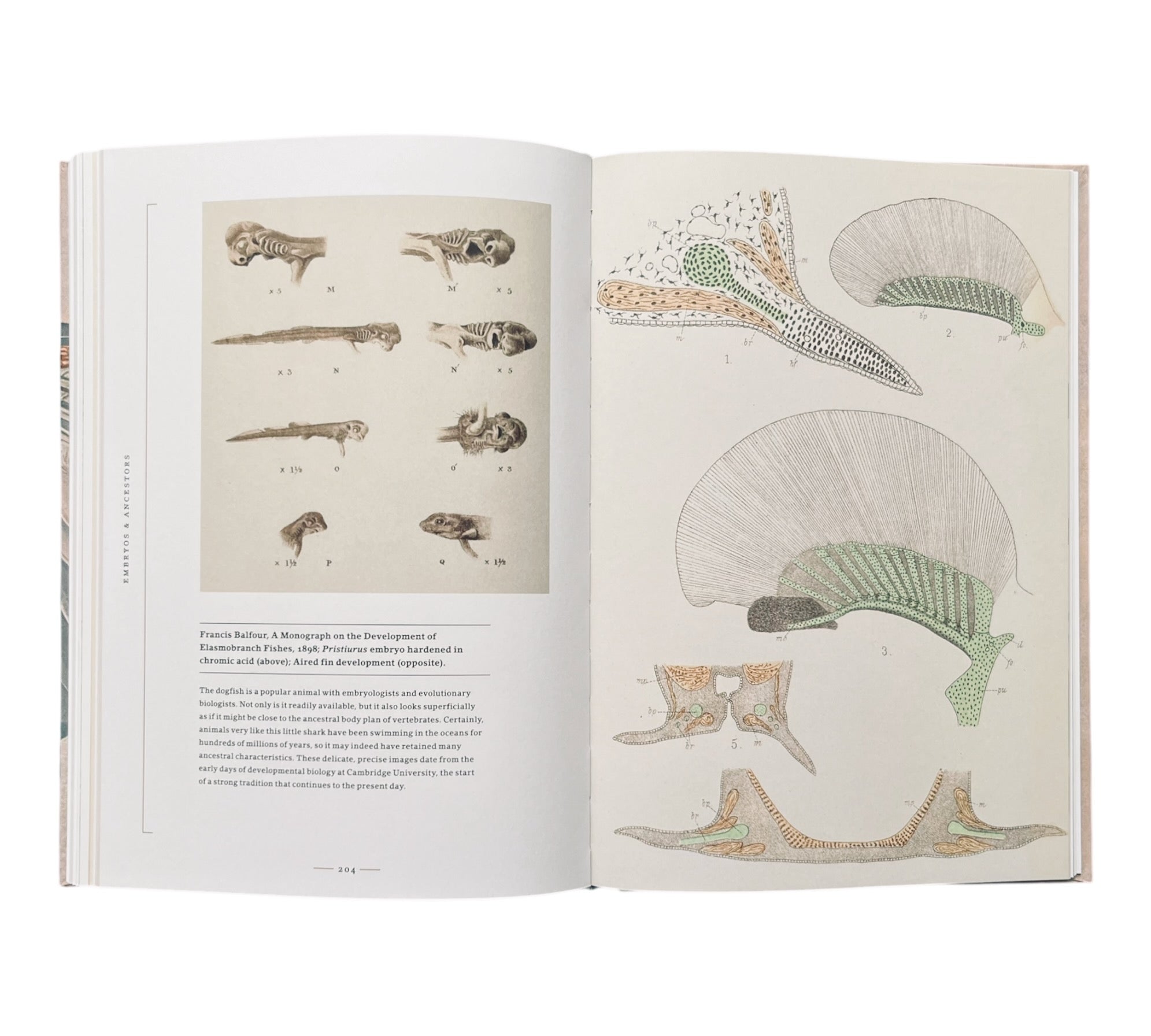 Stripped Bare: The Art of Animal Anatomy