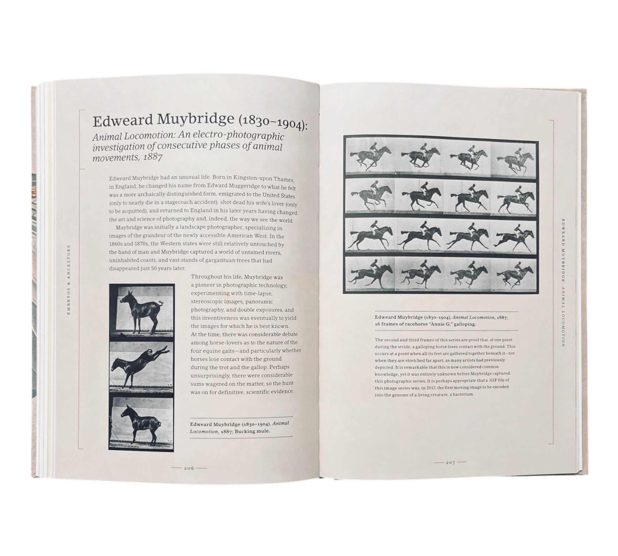 Stripped Bare: The Art of Animal Anatomy