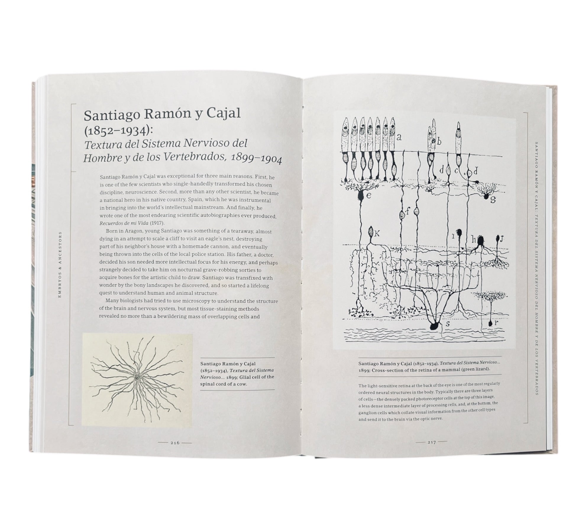 Stripped Bare: The Art of Animal Anatomy