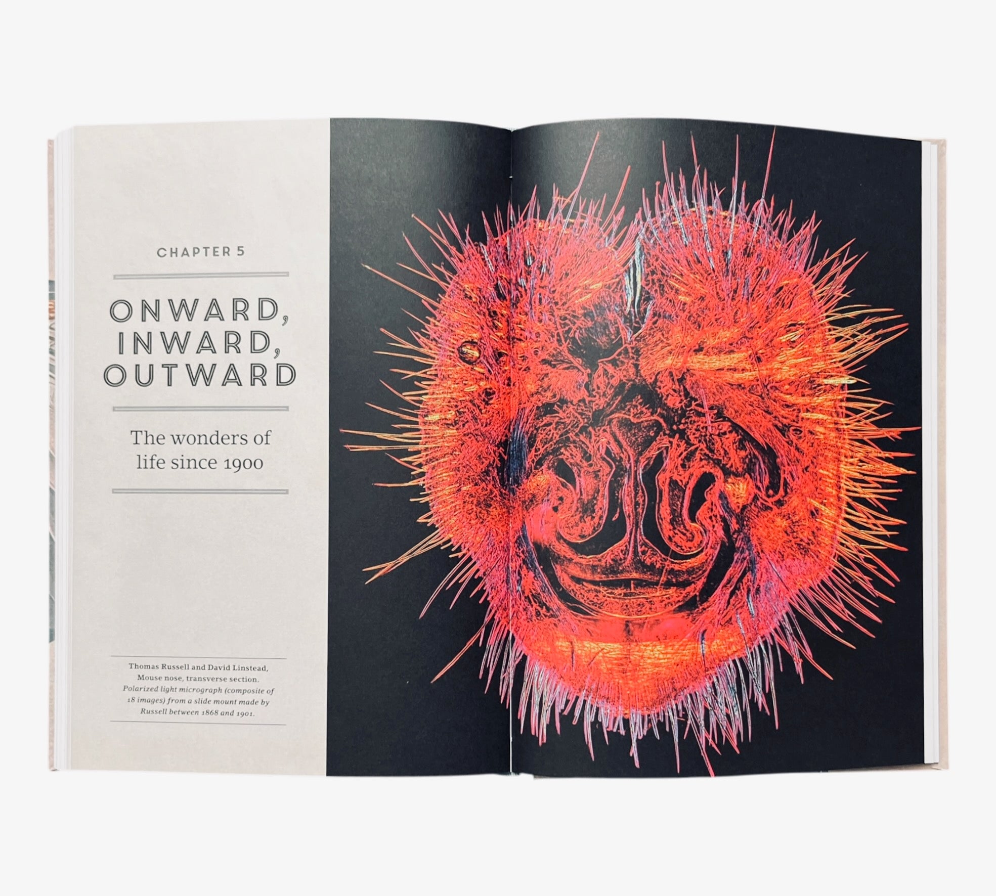 Stripped Bare: The Art of Animal Anatomy