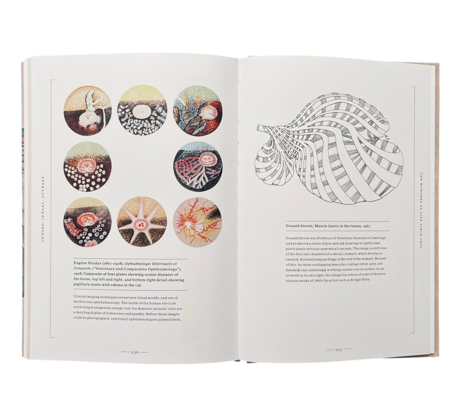 Stripped Bare: The Art of Animal Anatomy