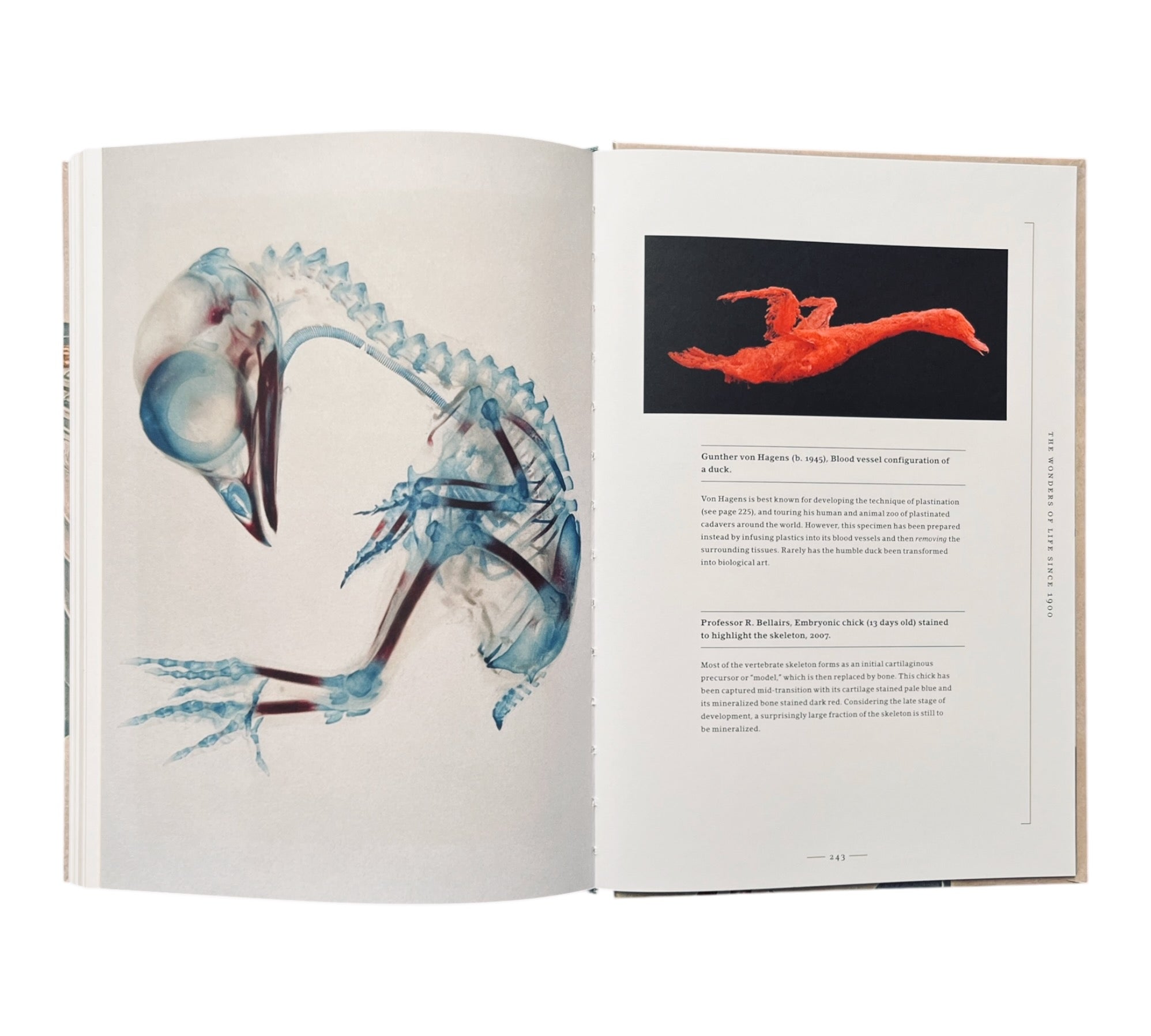 Stripped Bare: The Art of Animal Anatomy