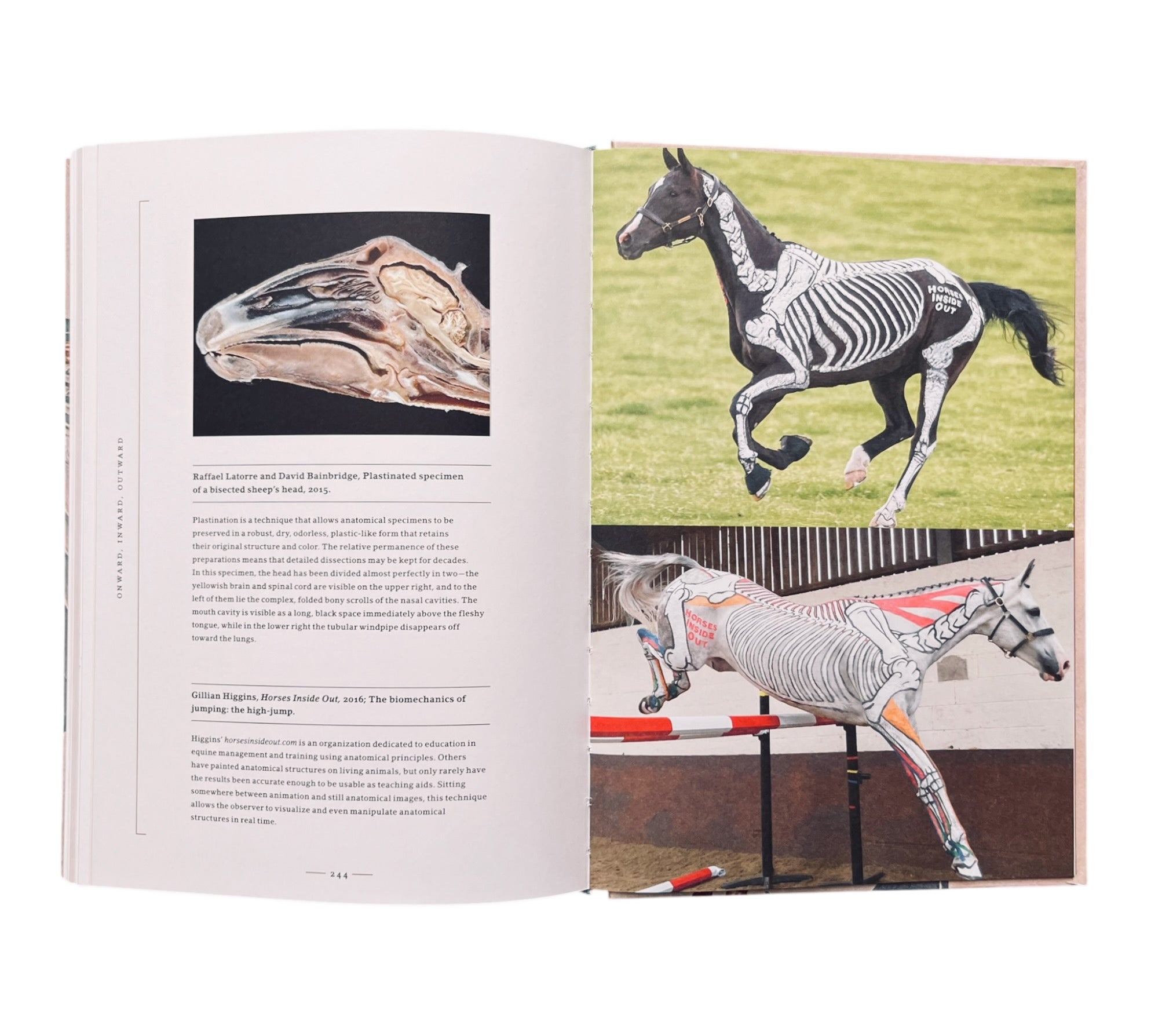 Stripped Bare: The Art of Animal Anatomy