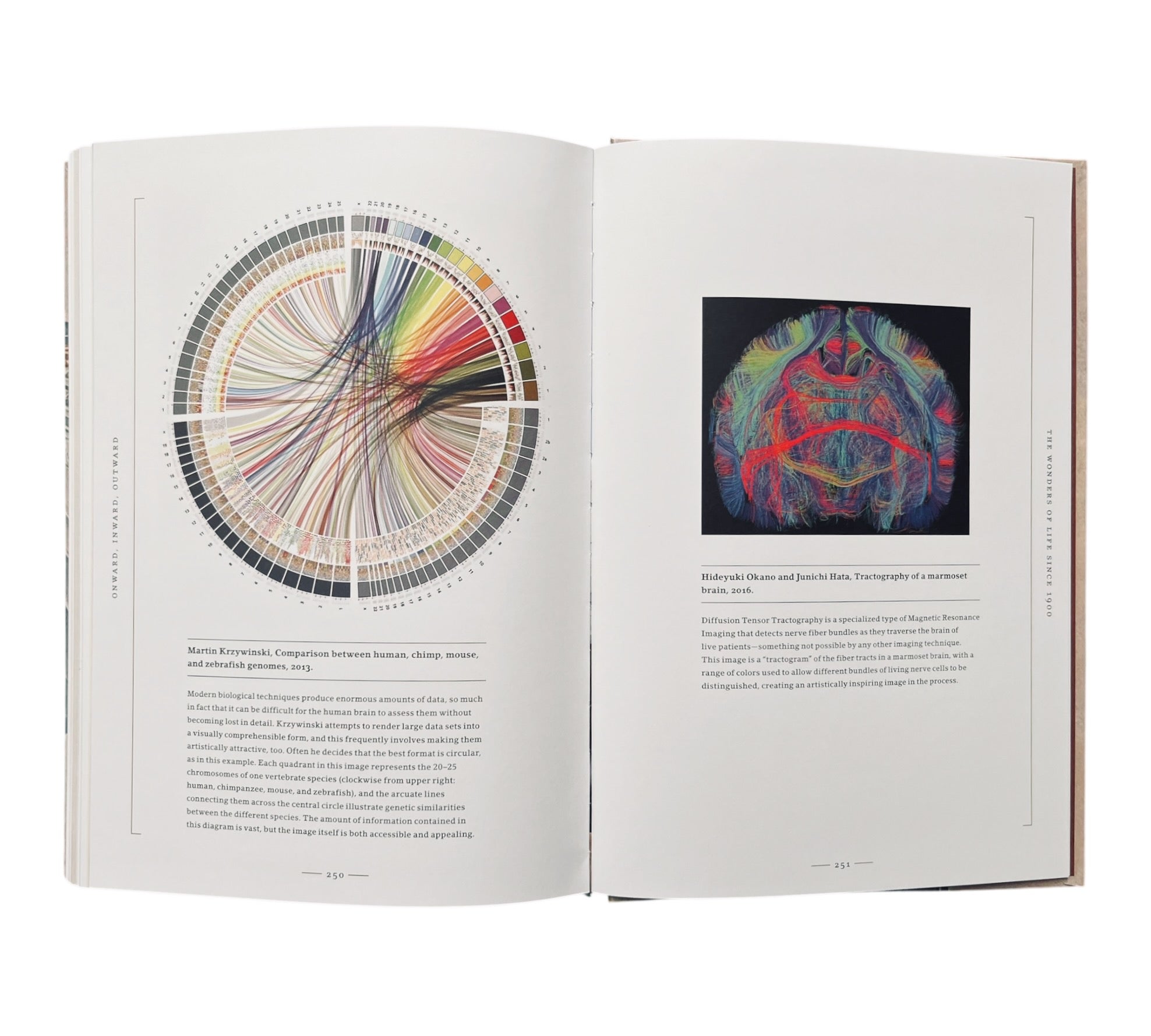 Stripped Bare: The Art of Animal Anatomy