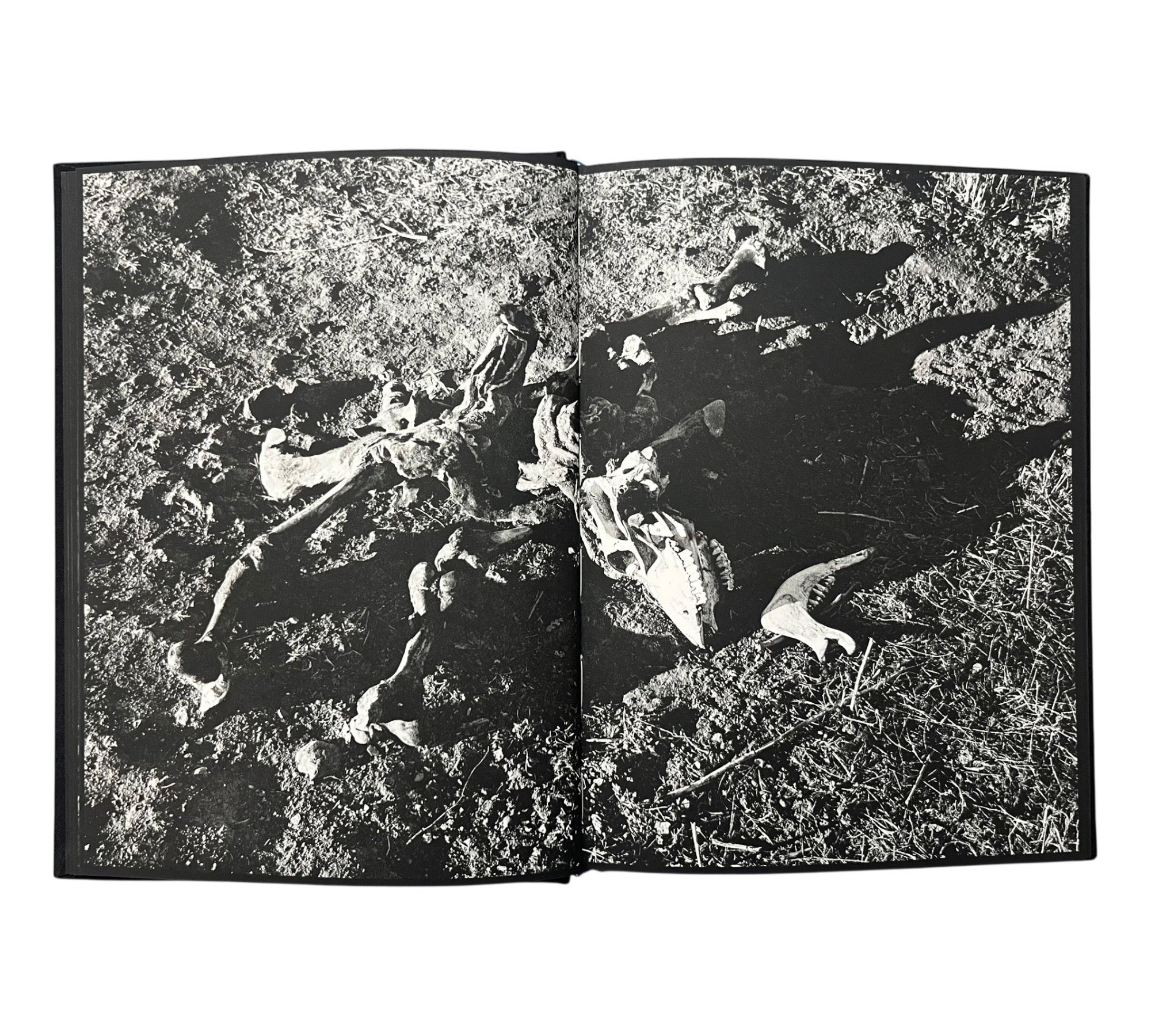 Michael Light: Ranch