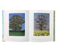Oak: One Tree, Three Years, Fifty Paintings