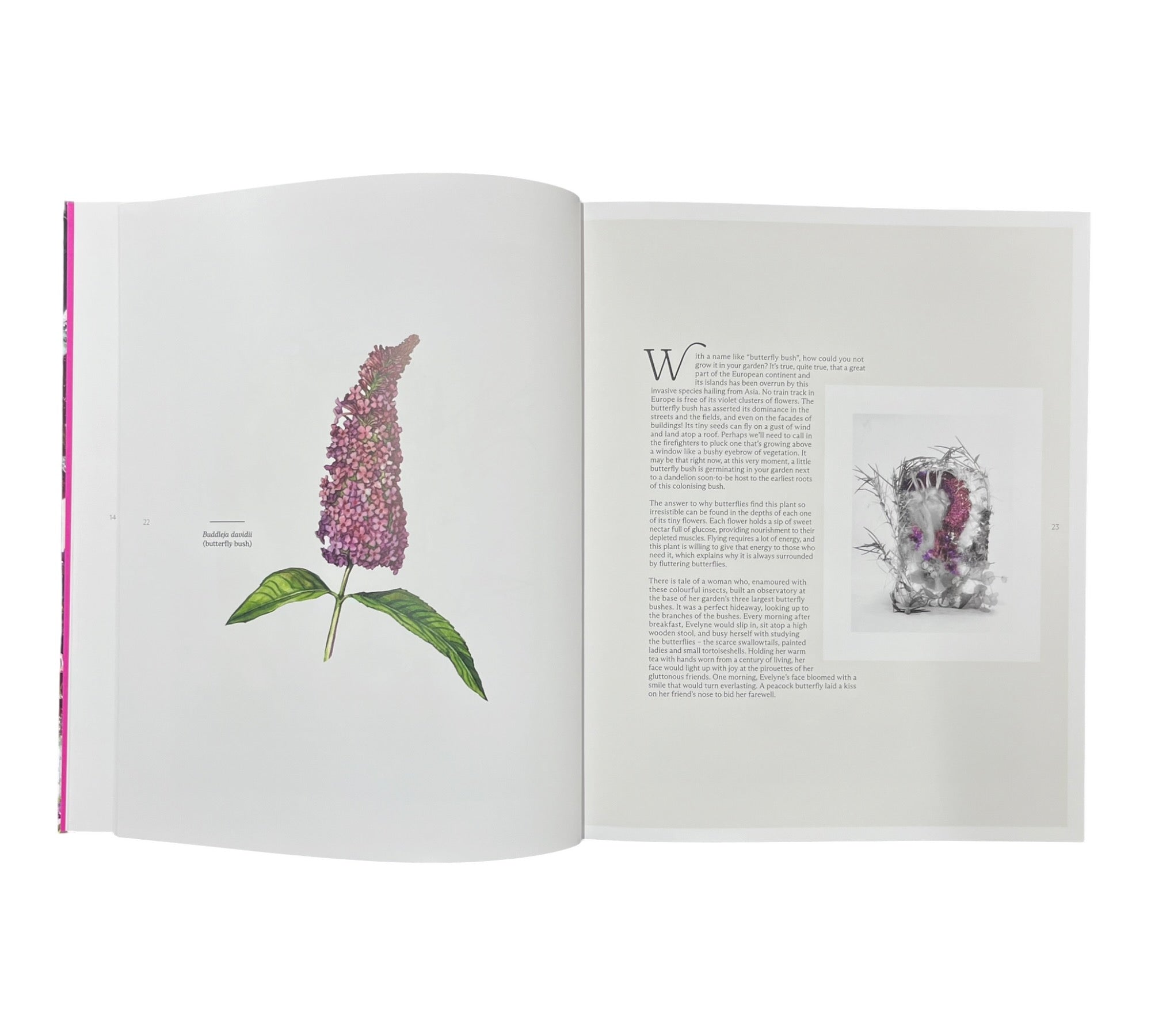 Marisa Culatto: Flora - A Frozen English Garden