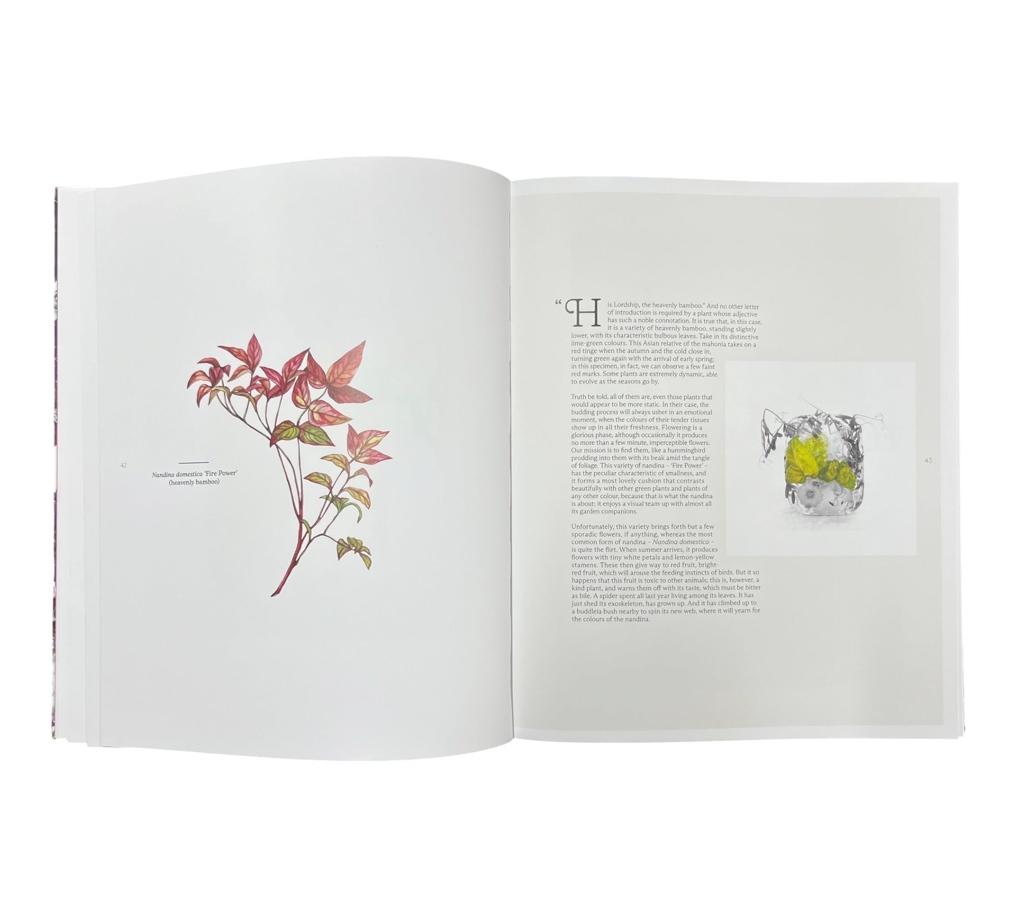 Marisa Culatto: Flora - A Frozen English Garden