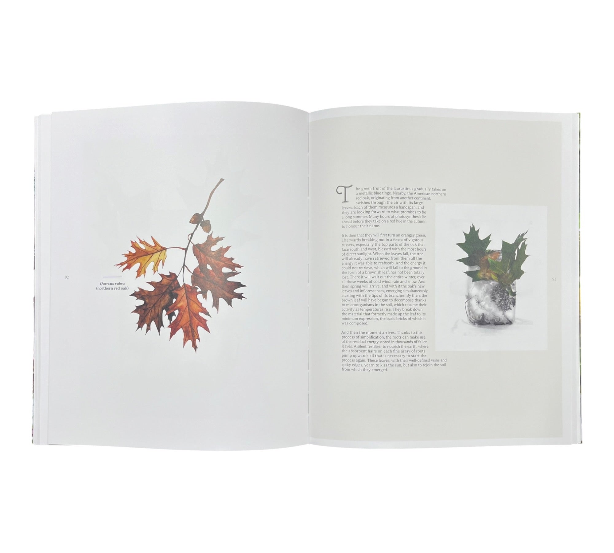 Marisa Culatto: Flora - A Frozen English Garden