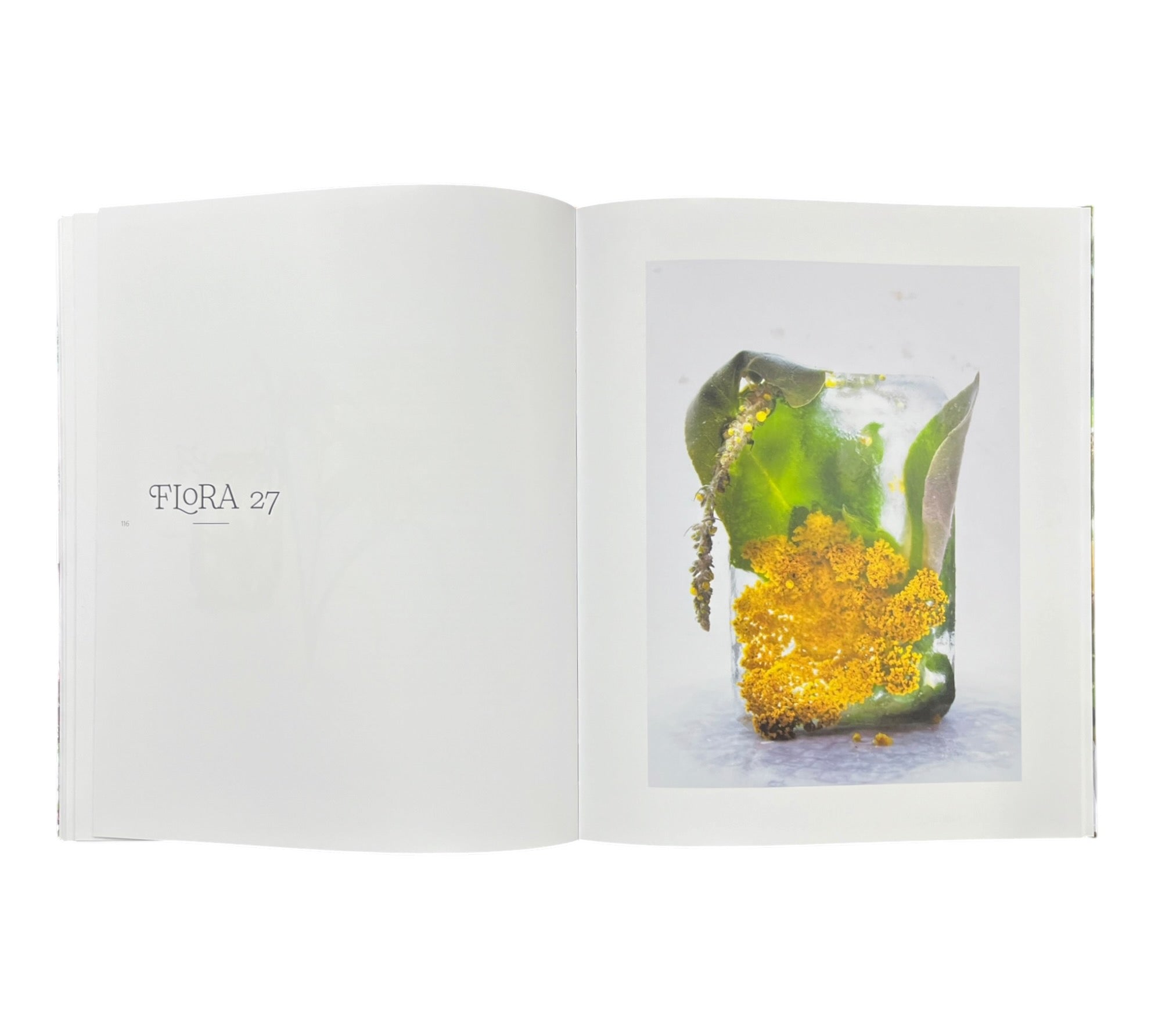 Marisa Culatto: Flora - A Frozen English Garden