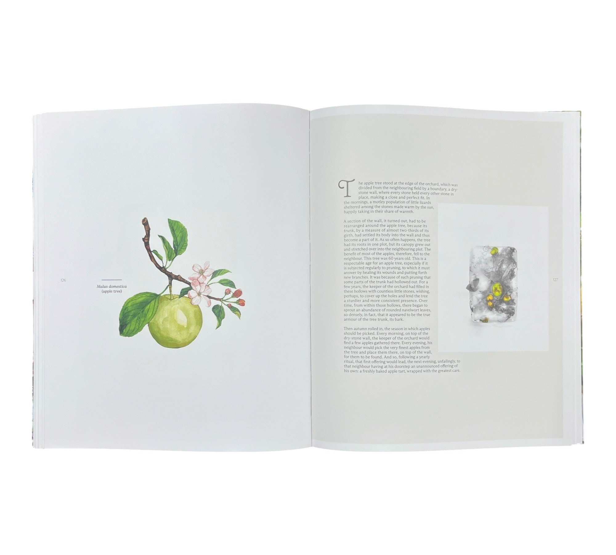 Marisa Culatto: Flora - A Frozen English Garden