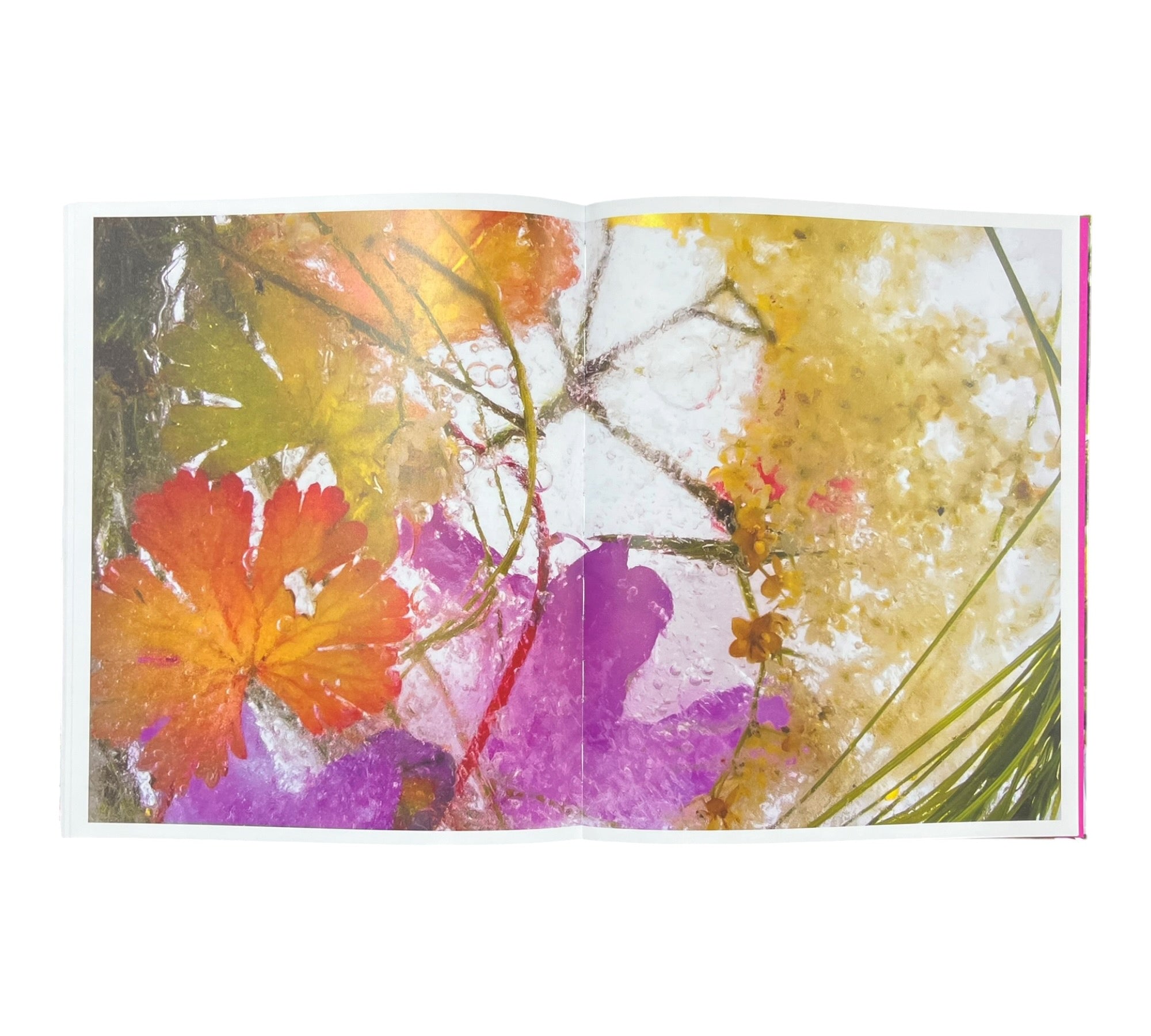 Marisa Culatto: Flora - A Frozen English Garden