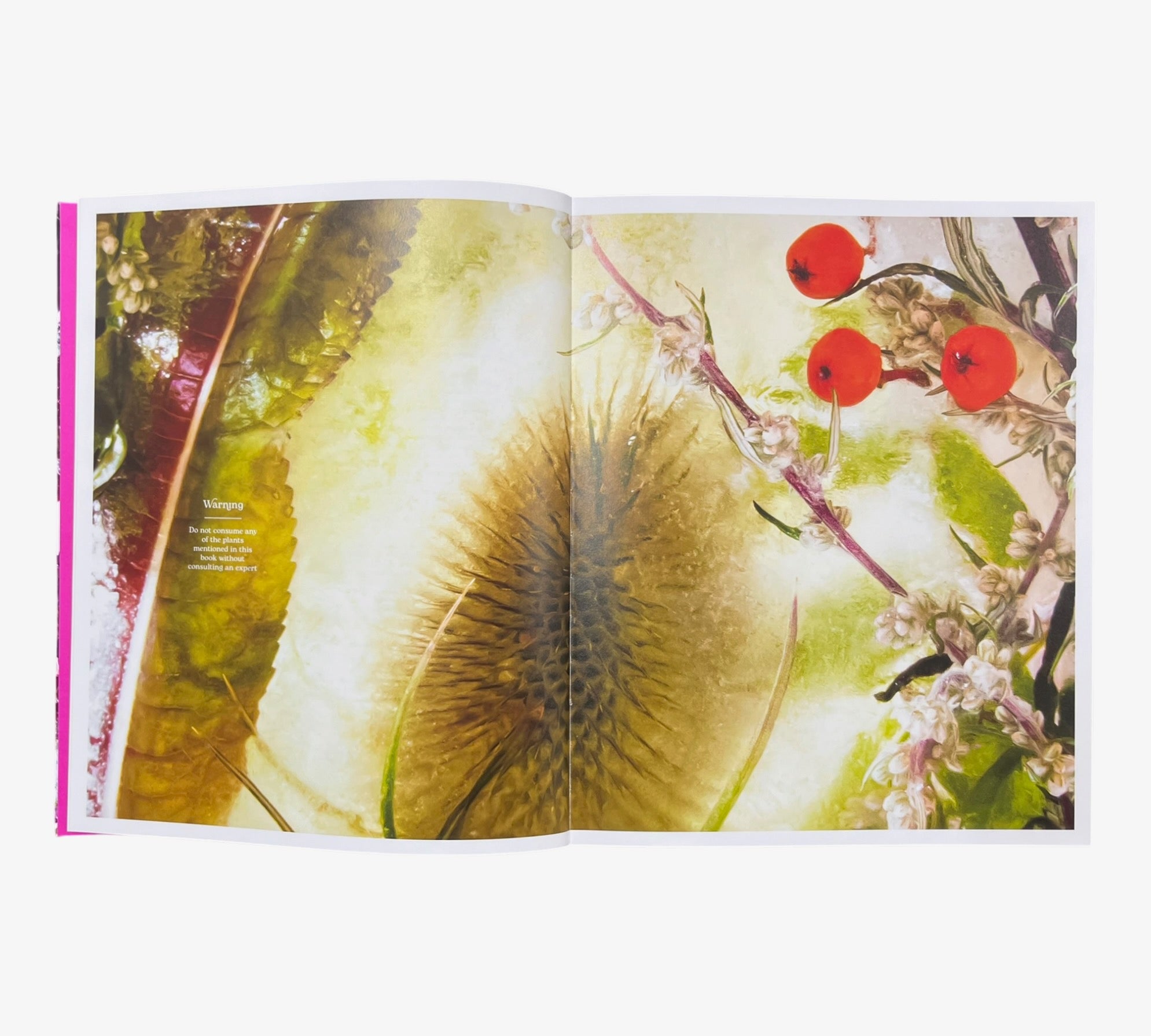 Marisa Culatto: Flora - A Frozen English Garden