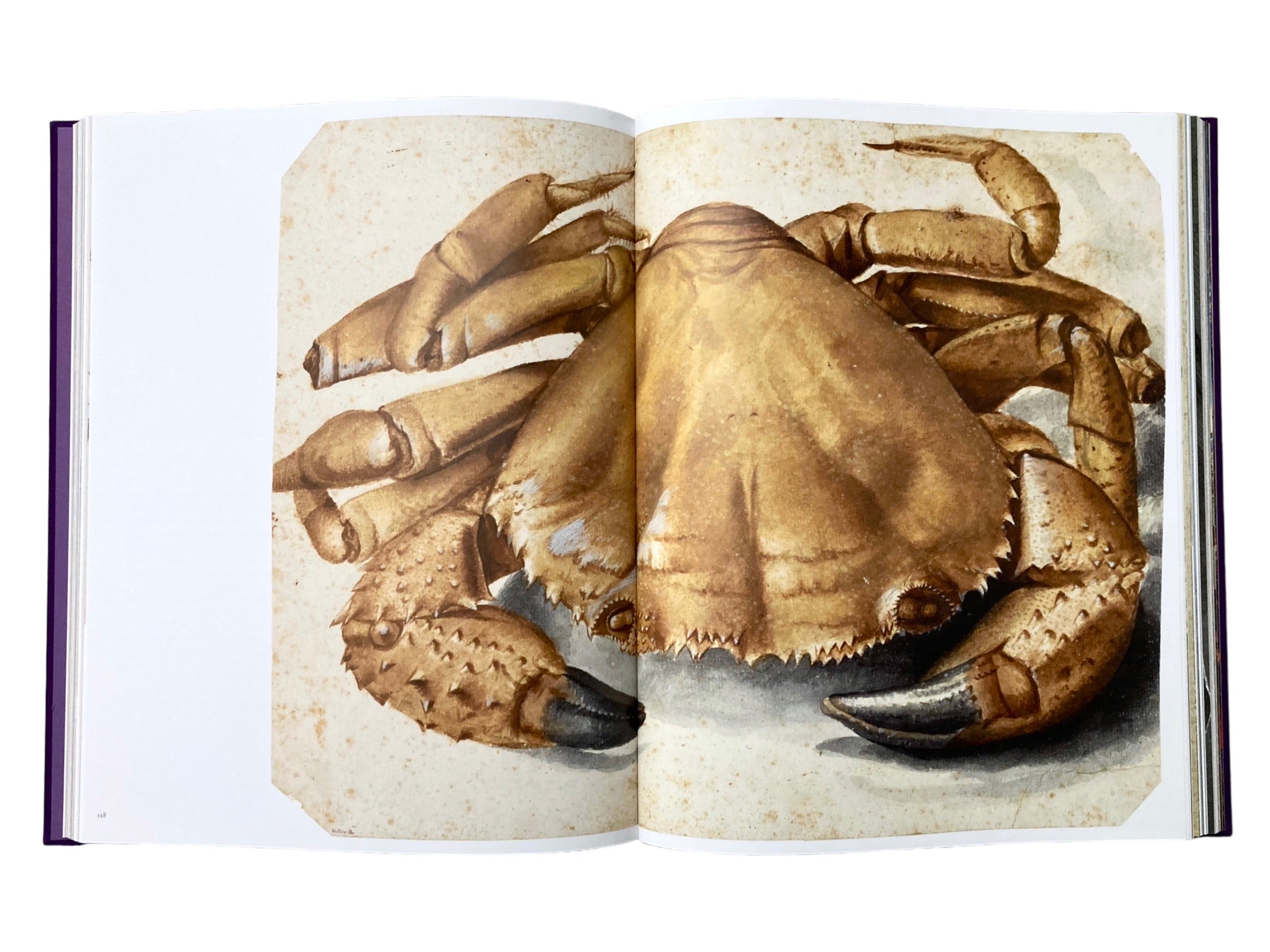 Dürer in Detail